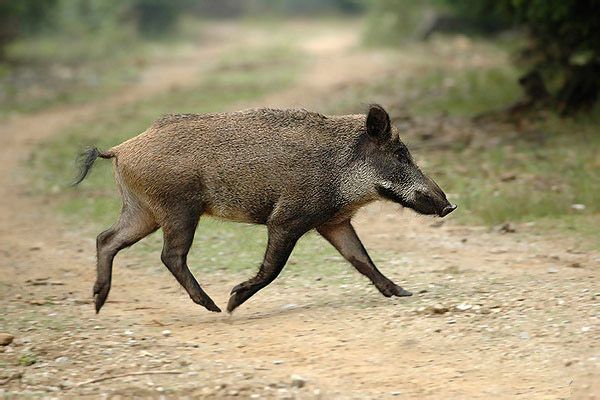 "Επιδρομή" αγριόχοιρων στην ορεινή Αχαΐα - Μεγάλες οι καταστροφές