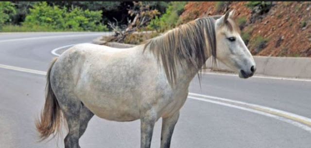 Πατρών - Κορίνθου: Άλογο κινείται στην παλιά Εθνική - Στο σημείο η ΕΛ.ΑΣ