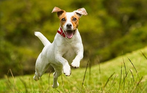 ΣΟΚ: Θανάτωσε πέντε σκύλους με φόλα!