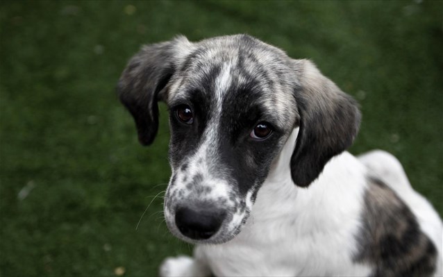 Λάρισα: Βρέθηκαν ακρωτηριασμένα δύο κουτάβια