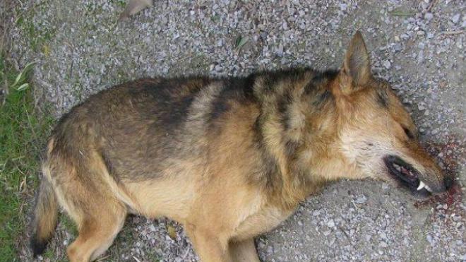 Αυτό βρήκε ένας φοιτητής μέσα στο φαγητό της λέσχης στο Πανεπιστήμιο Πατρών - Φωτο