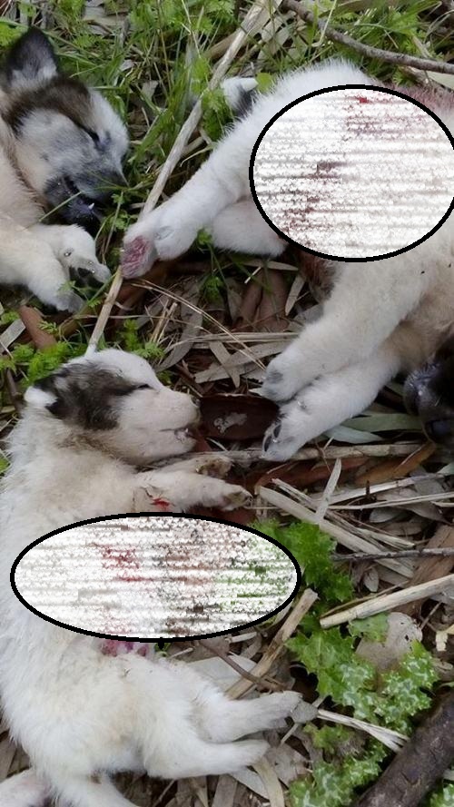 Σε εξέλιξη οι έρευνες για τον εντοπισμό του δράση που πυροβόλησε επτά κουτάβια