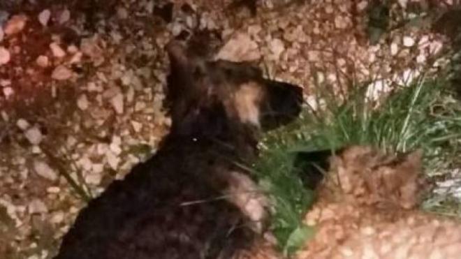 Μεσολόγγι: Θανάτωσαν πέντε σκύλους μέσα σε μια ημέρα