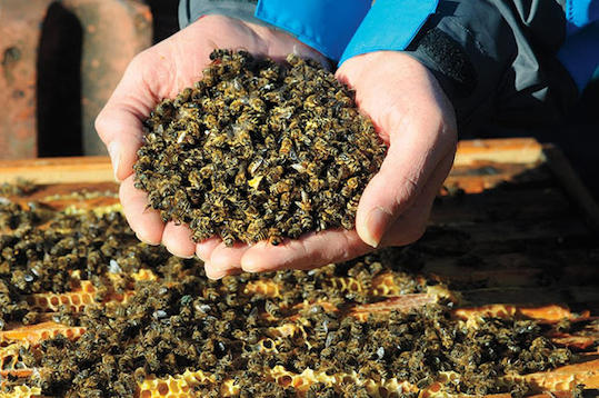 Αιγιάλεια: Θανάτωσαν σμήνη μελισσών