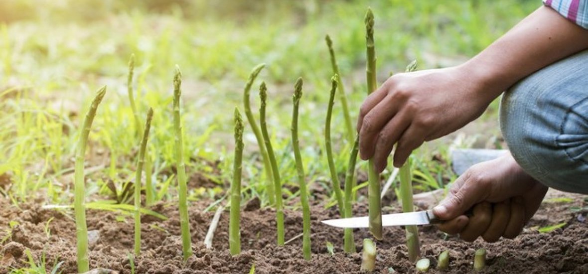 Σκοτώθηκε μαζεύοντας σπαράγγια ...στην Ηλεία
