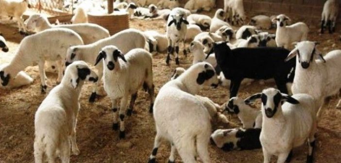 Αγρίνιο: Στη φυλακή 43χρονος για σωρεία ζωοκλοπών!