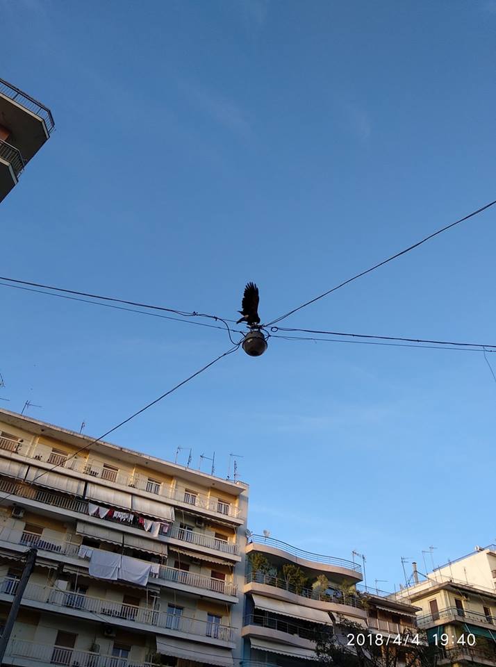 Ασυνήθιστη εικόνα για το κέντρο της Πάτρας - Γεράκι κατασπαράσσει περιστέρι - ΦΩΤΟ - ΒΙΝΤΕΟ