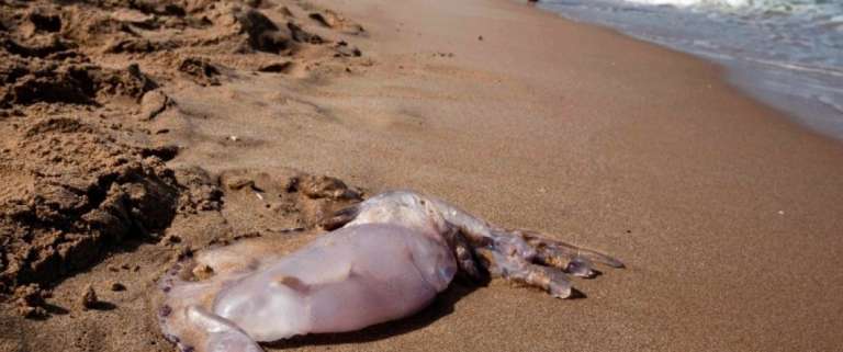 Μέδουσες έκαναν την εμφάνισή τους στην Κουρούτα!