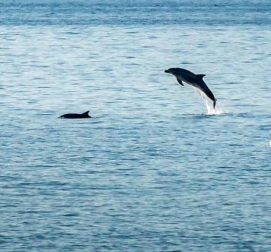 Απίστευτο θέαμα για τους Πατρινούς! Το παιχνίδι των δελφινιών που τους ξετρέλανε! ΦΩΤΟ