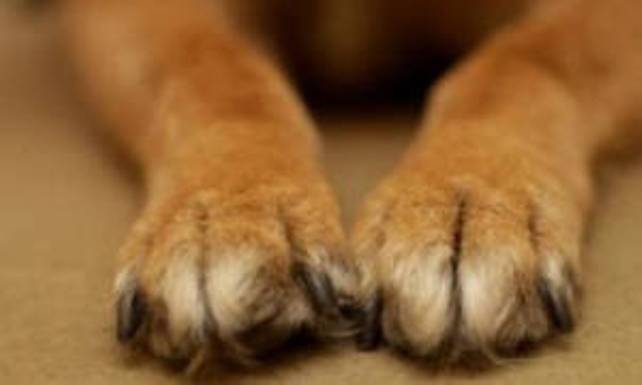 Μεσολόγγι: Δηλητηρίασαν και θανάτωσαν σκυλιά