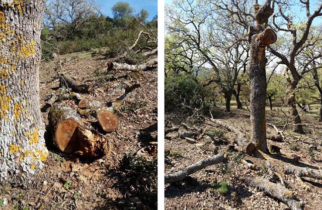 Συνεχίζουν να κόβουν βελανιδιές στο δρυοδάσος “Φαγιά” στην Πλαγιά Βόνιτσας- ΦΩΤΟ