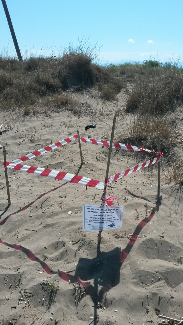 Η πρώτη φωλιά Caretta caretta στο Εθνικό Πάρκο Υγροτόπων Κοτυχίου – Στροφυλιάς για το 2018! Έκκληση του Φορέα να μην διέρχονται τροχοφόρα - ΦΩΤΟ