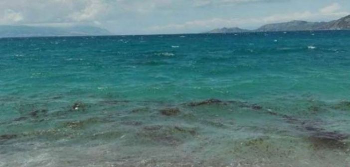 Φωκίδα: Επιδρομή μεδουσών στην παραλία του Αγίου Μηνά! ΦΩΤΟ