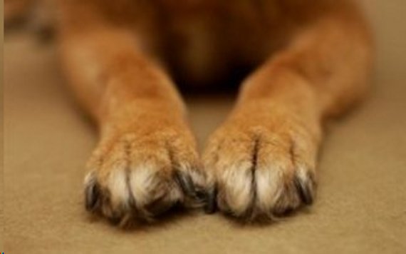 Πάτρα: ΠΡΟΣΟΧΗ - Εισπνεόμενες φόλες στα Προσφυγικά - "Έσβησε" ήδη ένα σκυλάκι - "'Έχασα την Μπέλλα μου μέσα σε είκοσι λεπτά..."