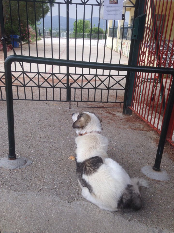 Ο «Χάτσικο» του Αλισσού καθημερινά έξω από το δημοτικό σχολείο… Το αδέσποτο που έχει συγκινήσει ένα ολόκληρο χωριό! ΦΩΤΟΓΡΑΦΙΕΣ