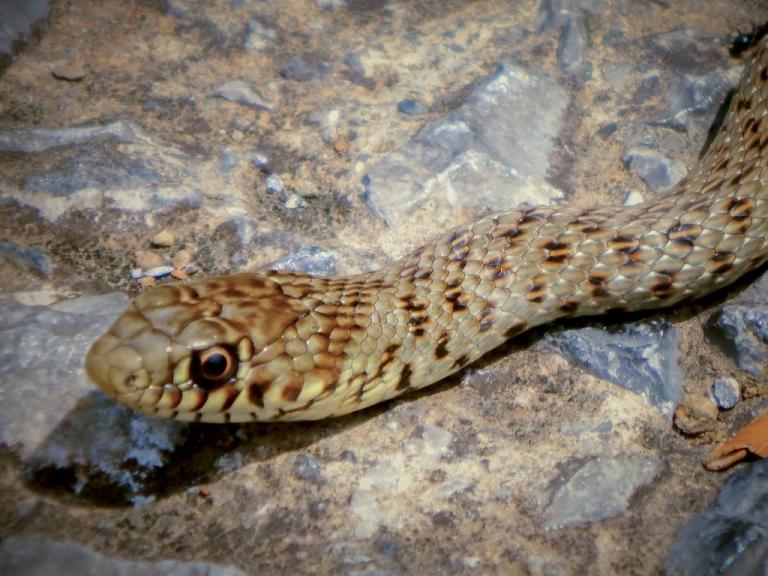 Σκιάθος: Με ελικόπτερο στον Βόλο 35χρονος μετά από τσίμπημα φιδιού