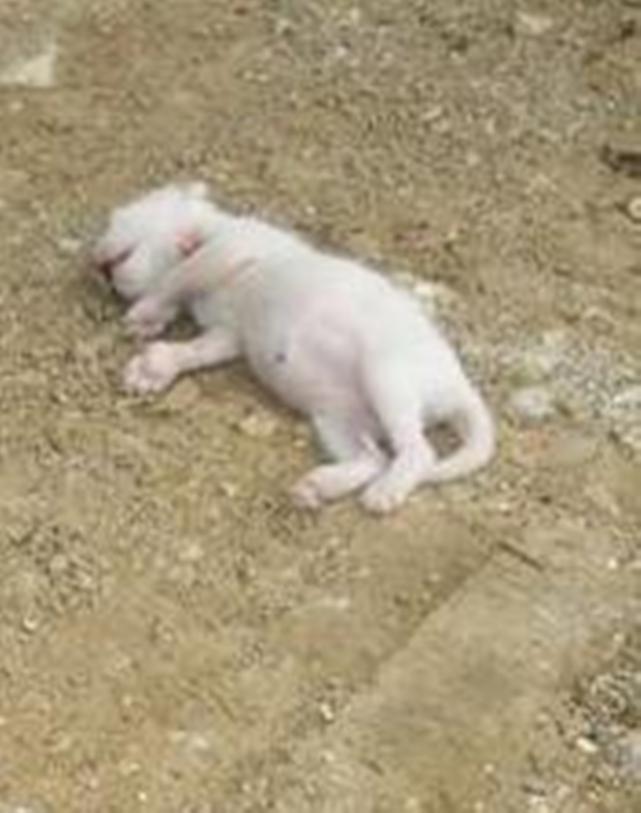 Βρήκε κακοποιημένο γατάκι - Το είχαν τυφλώσει και έφερε κακώσεις στη γνάθο και το κεφάλι