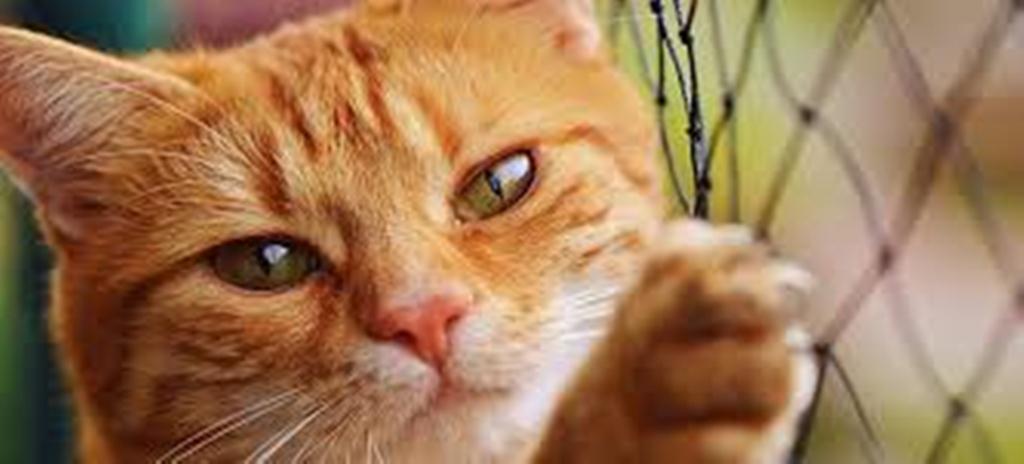 "Κατάληψη" από γάτες στις φυλακές του Αγίου Στεφάνου - Περισσότερες από 200 κάνουν τη ζωή δύσκολη στο ίδρυμα... Κλήθηκε βοήθεια από τη δυτική Αχαΐα