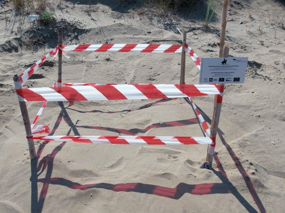 Στροφυλιά: Ξεκίνησε η ωοτοκία - 9 φωλιές θαλάσσιας χελώνας Caretta caretta στο Εθνικό Πάρκο μέχρι σήμερα!