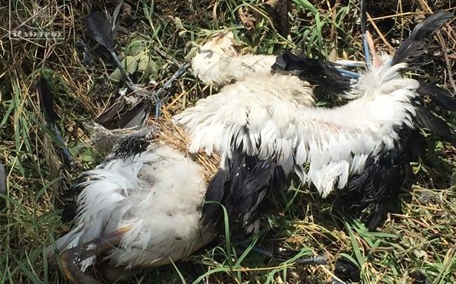 Νεκροί πελαργοί μετά από βραχυκύκλωμα σε κολώνα της ΔΕΗ στον Κάμπο Αμπελακίου