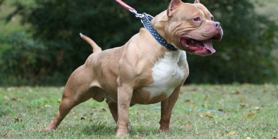 H μητέρα του βρέφους πάλεψε με το πιτ μπουλ για να σώσει το παιδί της- Σε πολύ σοβαρή κατάσταση νοσηλεύεται το 10 μηνών βρέφος- Aπο την Αθήνα η οικογένεια