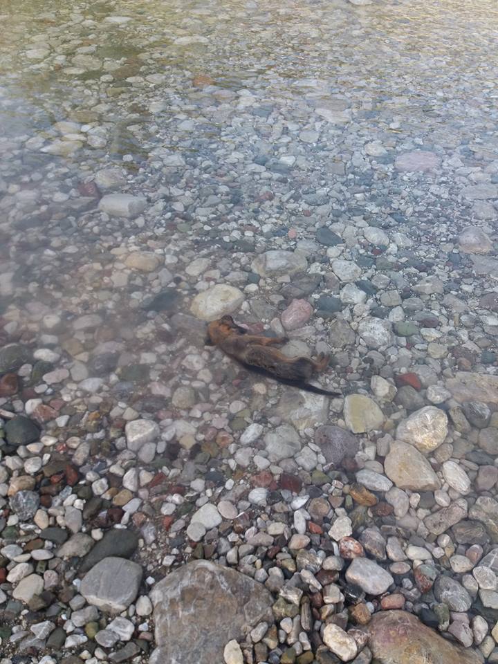 Πάτρα: Φρίκη! Πέταξαν κουτάβια σε ποτάμι στο Κάτω Καστρίτσι, για να πνιγούν; Μερικά ζουν ακόμη... Οι ΦΩΤΟΓΡΑΦΙΕΣ σοκάρουν!