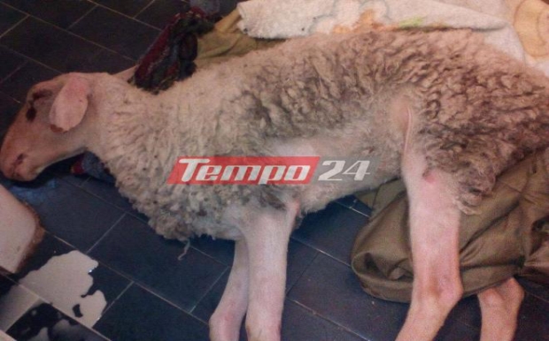 Καλάβρυτα: Υπόλογος ιδιοκτήτης σκύλων που θανάτωσαν αμνοερίφια