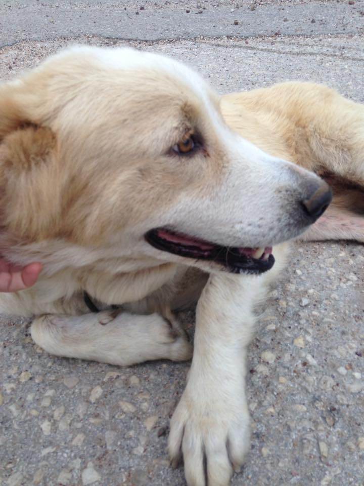 Αιγιάλεια: Χτύπαγε με ξύλο ... αδέσποτο - Συνελήφθη 85χρονος