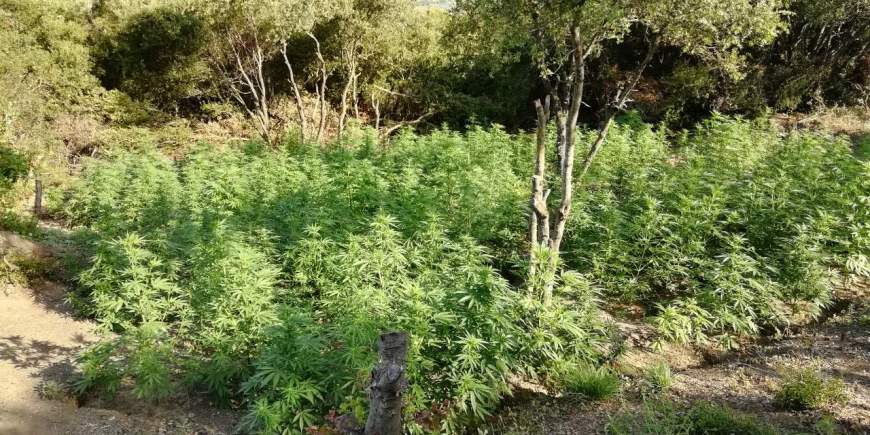 Χασισοφυτείες "χρυσωρυχείο" - 1 εκ. ευρώ τα προβλεπόμενα κέρδη από τη φετινή σοδειά - Στη χέρια της ΕΛ.ΑΣ και ο αρχηγός - ΦΩΤΟ