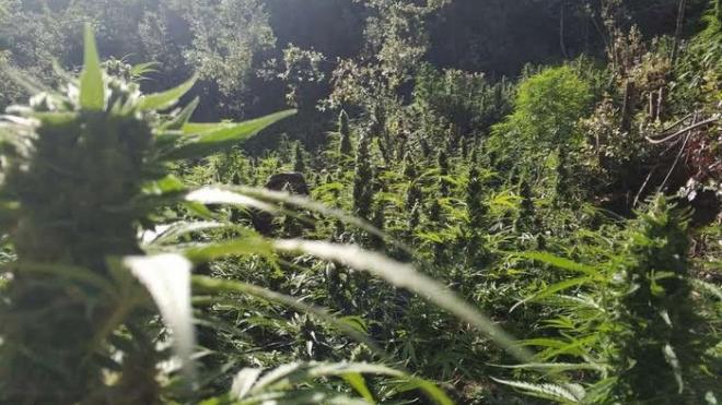 Προφυλακίστηκαν οι οκτώ από το μεγάλο κύκλωμα ναρκωτικών που εξάρθρωσε η Ασφάλεια της Πάτρας