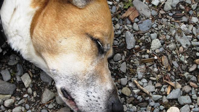 Κάτω Αχαΐα: Θανάτωσαν σκύλο με φόλα - Αναζητείται ο δράστης