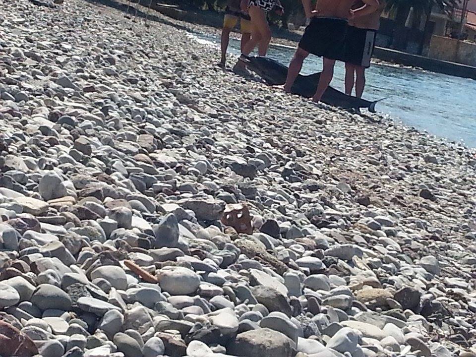 Νεκρό δελφίνι στην Κόρινθο