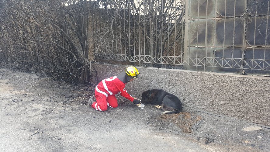 Υπόκλιση στην ανθρωπιά των Πατρινών διασωστών του ΕΕΣ - "Σπάει" καρδιές η φωτογραφία μπροστά στον τρομαγμένο σκύλο... Πριν από λίγα λεπτά, είχαν αντικρίσει τη φρίκη του θανάτου στο Μάτι! ΒΙΝΤΕΟ και ΦΩΤΟ