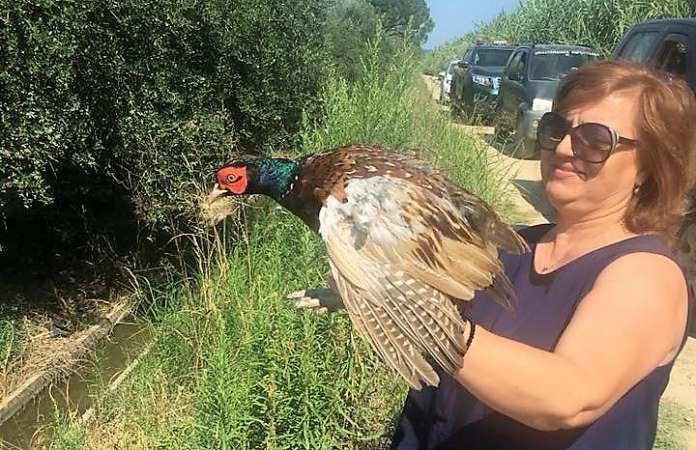 Απελευθέρωση φασιανών στην Ηλεία