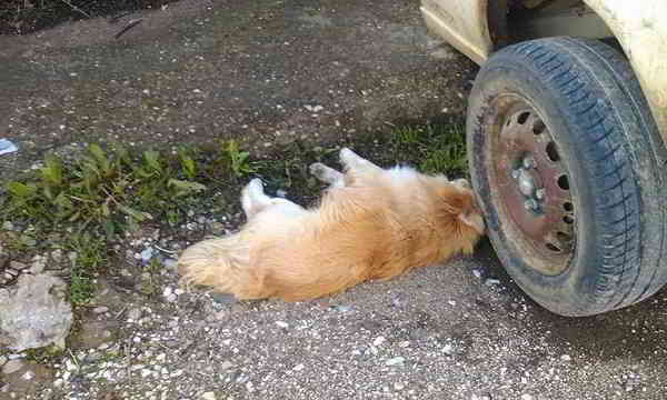 Φρίκη: Νέο κρούσμα με φόλες