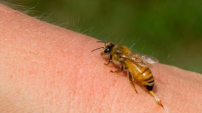 "Έσβησε" 58χρονος πιθανόν από τσίμπημα σφήκας