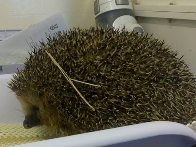 Σε δίαιτα ο πιο παχύς σκαντζόχοιρος στον κόσμο