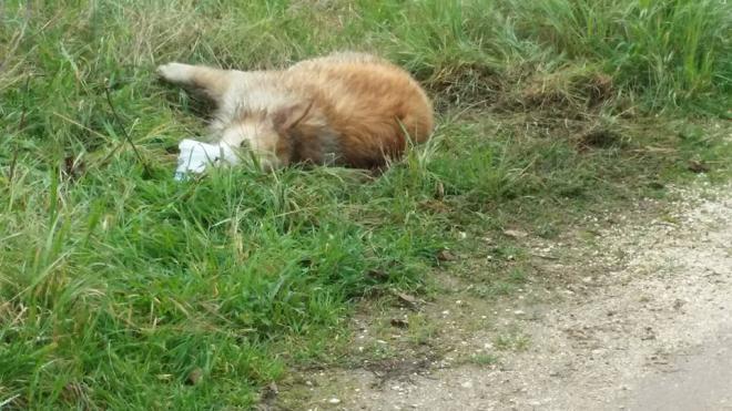 Πάτρα: Πυροβόλησε και σκότωσε σκύλο - Αναζητείται ο δράστης