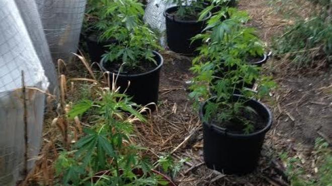 Τα φυτά στις γλάστρες ήταν κάνναβη - Χειροπέδες σε 39χρονη