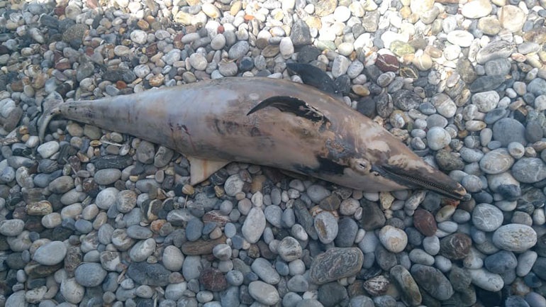 Κολυμβητής εντόπισε νεκρό μωρό δελφίνι στον Κορινθιακό - Δεν υπάρχει αρμόδιος να το περισυλλέξει!