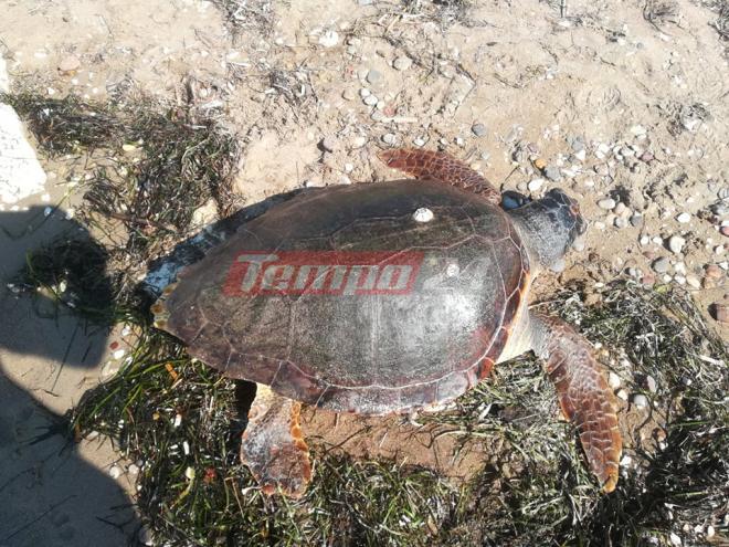 Αχαΐα: Θαλάσσια χελώνα εντοπίστηκε νεκρή στην περιοχή των Αλυκών - ΦΩΤΟ