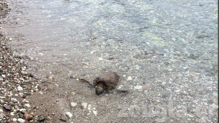 Καρέτα – Καρέτα, εντοπίστηκε νεκρή σε παραλία στο Ρίο