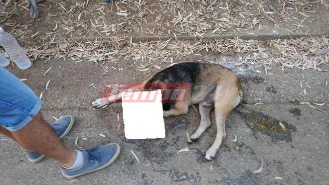 Πάτρα: Βρέθηκαν νεκρά ζώα στο Δασύλλιο - Ήταν δηλητηριασμένα - Αναμένονται μηνύσεις - ΝΕΕΣ ΦΩΤΟ