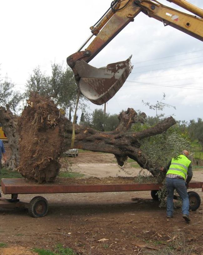 Η ΕΡΓΟΣΕ μεταφυτεύει ελιές από την Αχαΐα στις πυρόπληκτες περιοχές της Αττικής