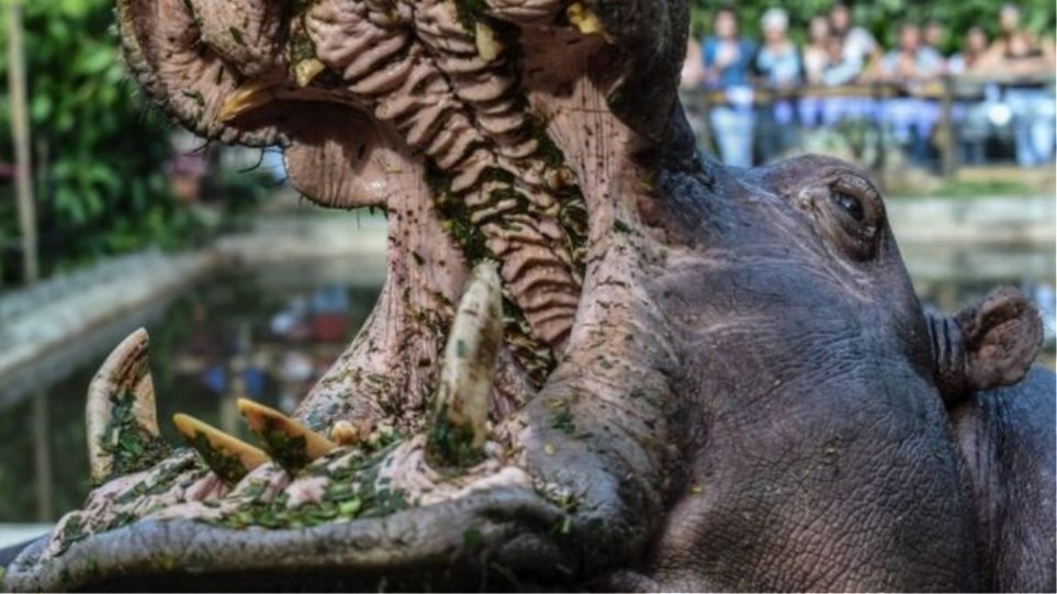 Ιπποπόταμος σκότωσε τουρίστα που προσπάθησε να τον φωτογραφίσει