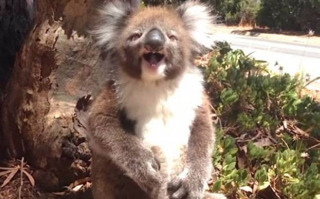 Κοάλα πεθαίνουν από την πείνα γιατί οι κάτοικοι κόβουν τα δέντρα για τις φωτιές - ΒΙΝΤΕΟ
