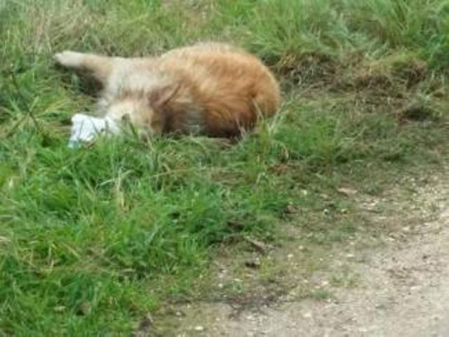 Καλάβρυτα: 47χρονος σκότωσε δυο σκύλους με φόλα