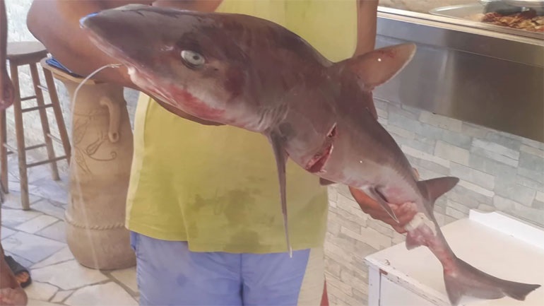 Ψαράς "έπιασε" καρχαρία κοντά στην Γαύδο