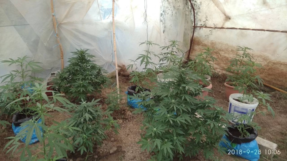 Αιτωλοακαρνανία: Χειροπέδες σε πατέρα και γιο για χασισοφυτεία - ΦΩΤΟ