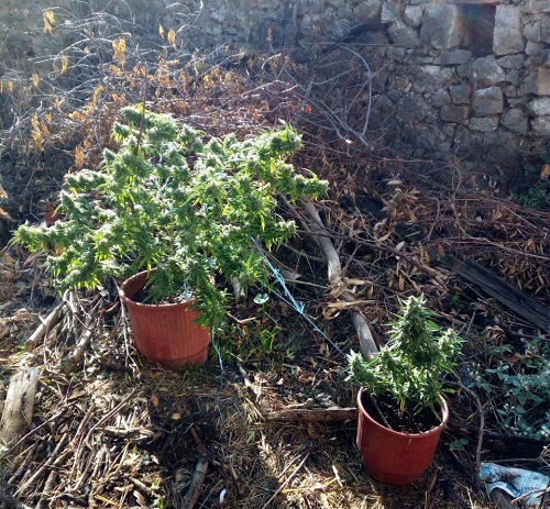 Αιτωλοακαρνανία: Είχε στην αυλή του, μέσα σε γλάστρες, δενδρύλια κάνναβης - Συνελήφθη 45χρονος
